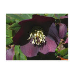 Purple Lenten Rose Easter Flower Holiday Postcard