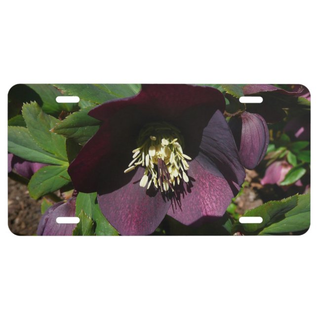Purple Lenten Rose Easter Flower License Plate (Front)