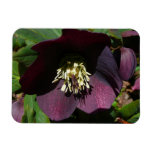 Purple Lenten Rose Easter Flower Magnet