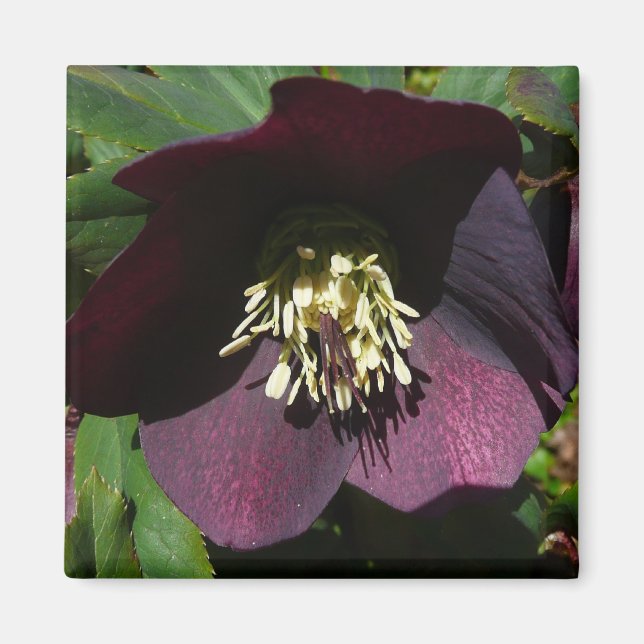 Purple Lenten Rose Easter Flower Magnet (Front)