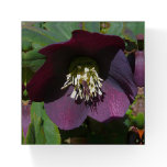 Purple Lenten Rose Easter Flower Paperweight