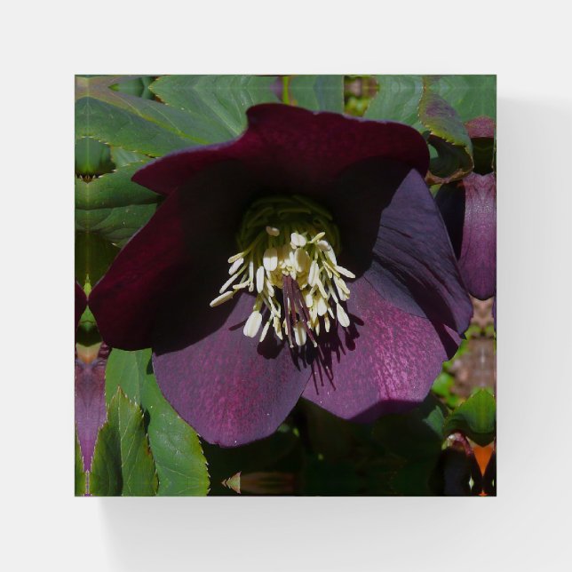 Purple Lenten Rose Easter Flower Paperweight (Front)