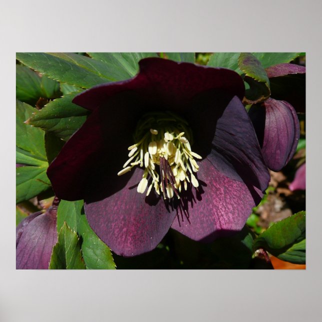 Purple Lenten Rose Easter Flower Poster (Front)