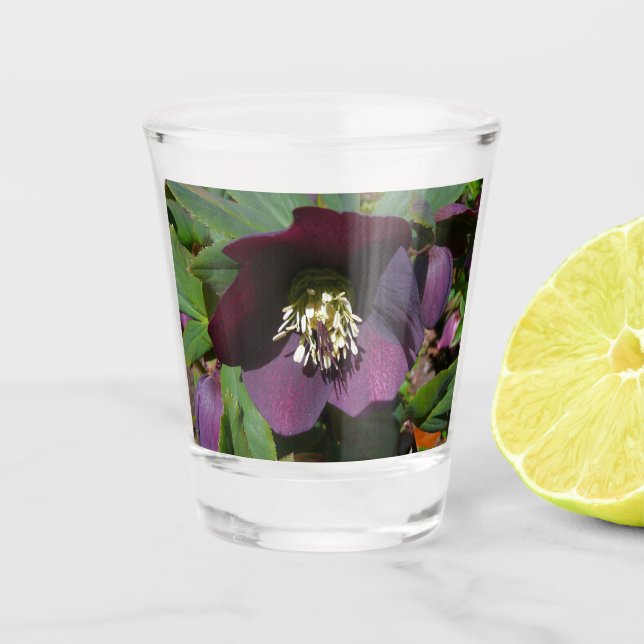 Purple Lenten Rose Easter Flower Shot Glass (Front)