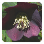 Purple Lenten Rose Easter Flower Square Sticker