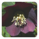 Purple Lenten Rose Easter Flower Square Sticker