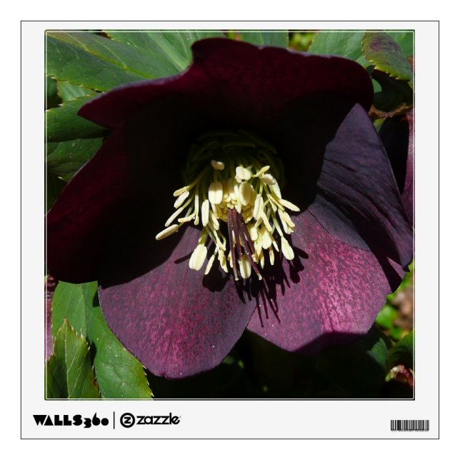 Purple Lenten Rose Easter Flower Wall Sticker (Front)