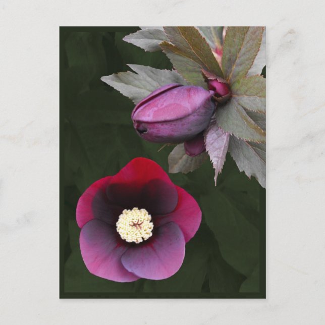 Purple Lenten Roses Postcard (Front)