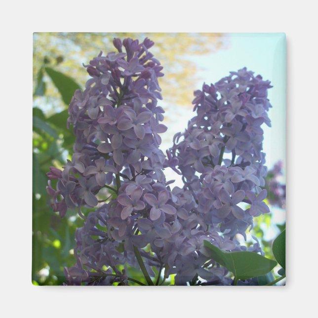 Purple Lilac 8 Magnet (Front)
