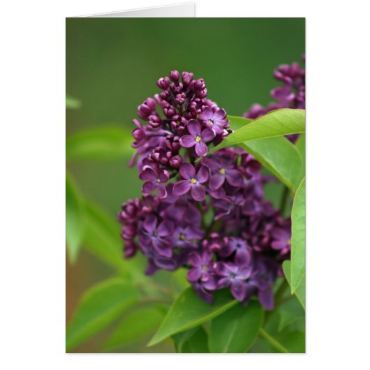 Purple Lilac Card (Front)