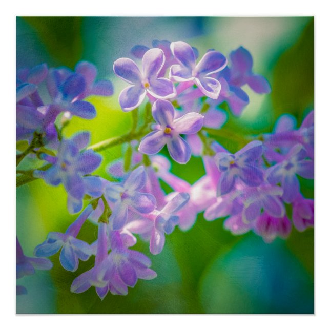 Purple Lilac Flowers Poster (Front)