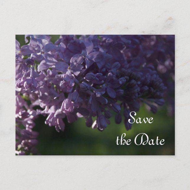 Purple Lilac Flowers Wedding Save the Date Announcement Postcard (Front)