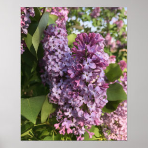 Purple Lilac Poster