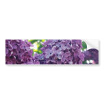 Purple Lilacs Bumper Sticker