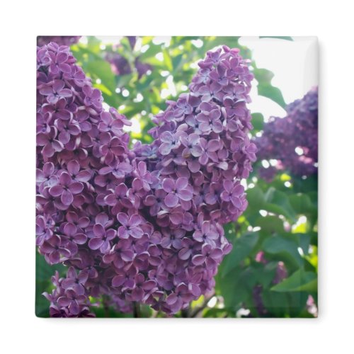 Purple Lilacs Magnet