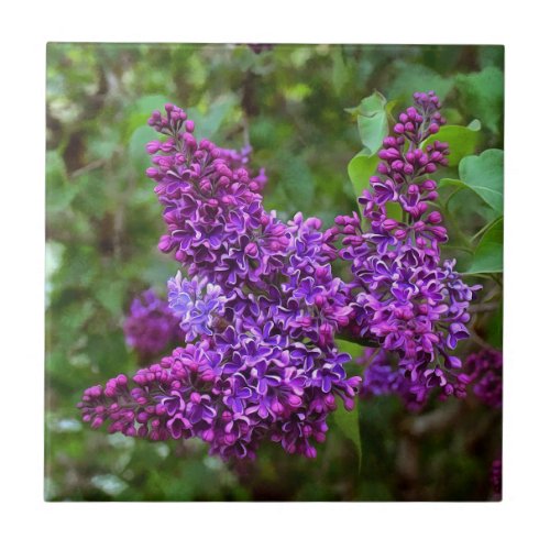 Purple Lilacs on a Spring Day Ceramic Tile