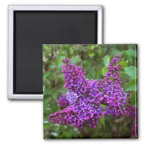 Purple Lilacs on a Spring Day Magnet