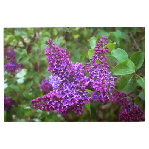 Purple Lilacs on a Spring Day Metal Print
