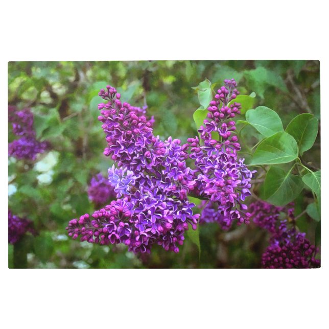 Purple Lilacs on a Spring Day Metal Print (Front)