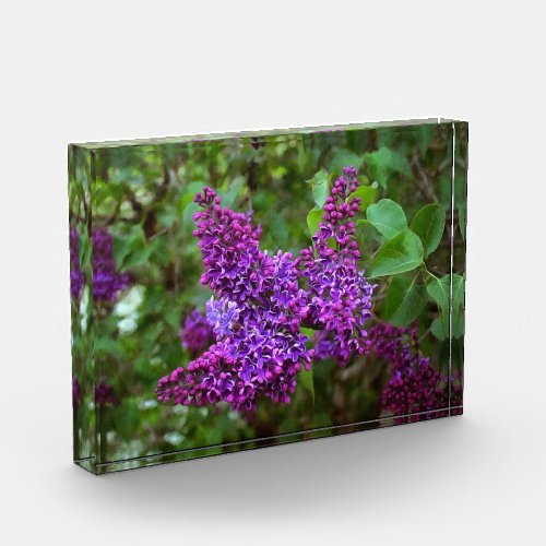 Purple Lilacs on a Spring Day Photo Block