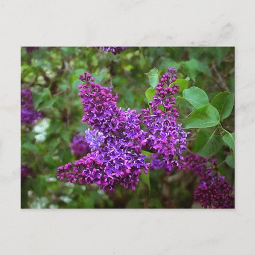 Purple Lilacs on a Spring Day Postcard