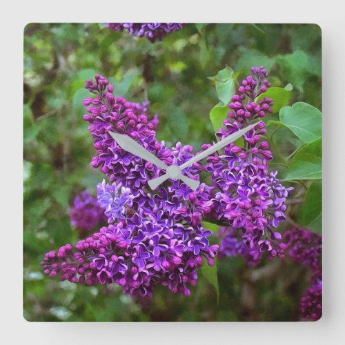 Purple Lilacs on a Spring Day Square Wall Clock
