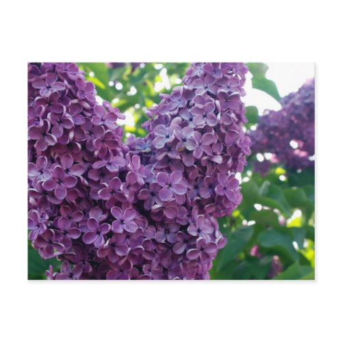Purple Lilacs Postcard