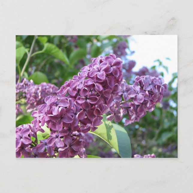 purple lilacs postcard (Front)