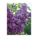 Purple Lilacs Postcard