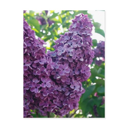 Purple Lilacs Postcard