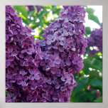 Purple Lilacs Poster Prints