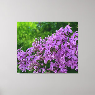Purple lilacs romantic elegant purple floral photo canvas print