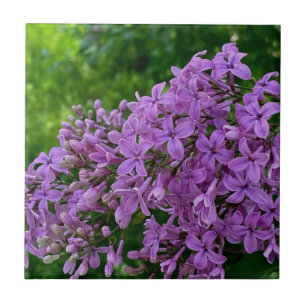 Purple lilacs romantic elegant purple floral photo ceramic tile