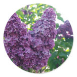 Purple Lilacs Stickers