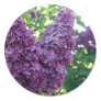 Purple Lilacs Stickers