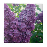 Purple Lilacs  Tile