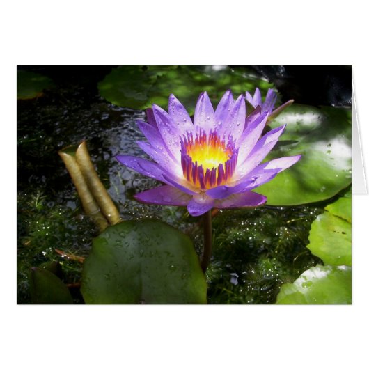 Purple lilly in pond cards (Front Horizontal)