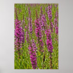 Purple Loosestrife Poster