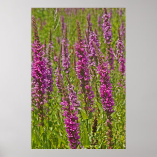 Purple Loosestrife Poster