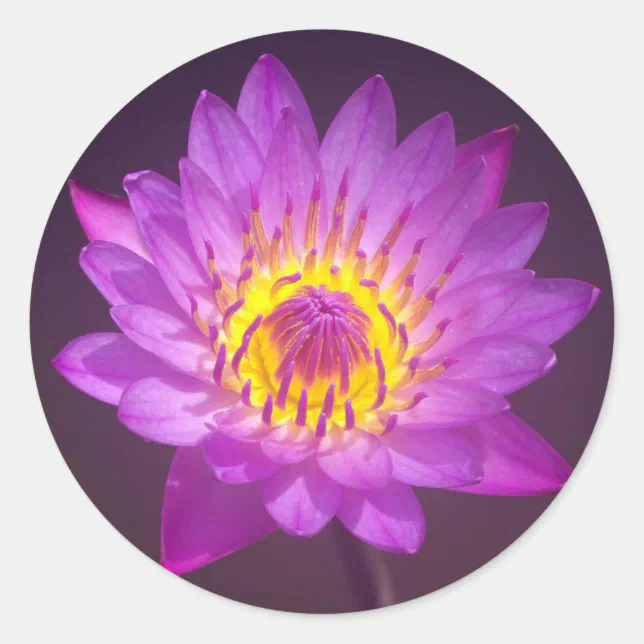 Purple Lotus Flower Classic Round Sticker | Zazzle