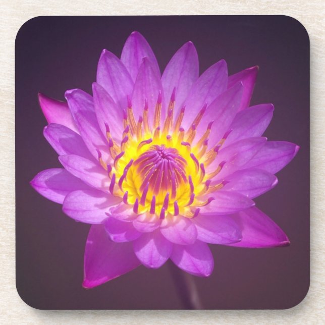 Purple Lotus Flower Drink Coaster (Front)