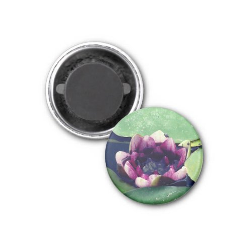 Purple Lotus Flower Photo  MagnetPurple Lotus Magnet