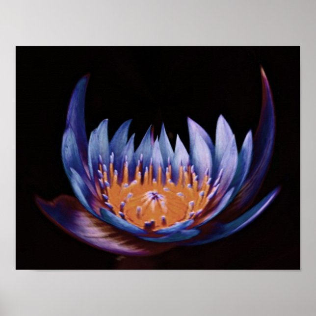 Purple-Lotus-Flower Poster (Front)