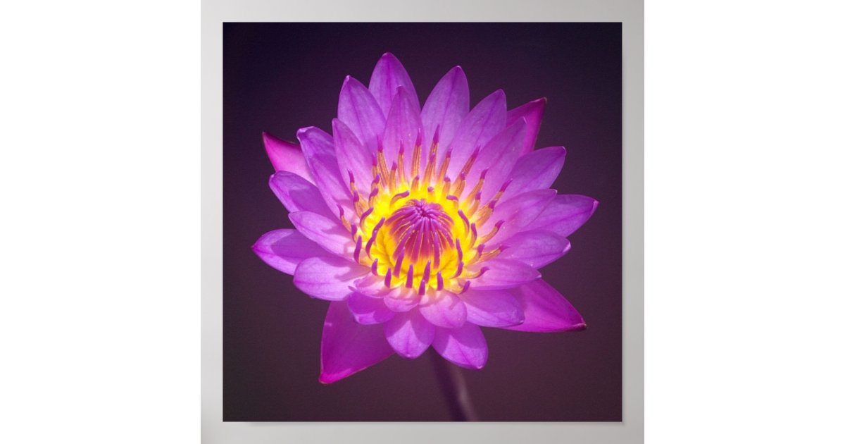 Purple Lotus Flower Poster | Zazzle