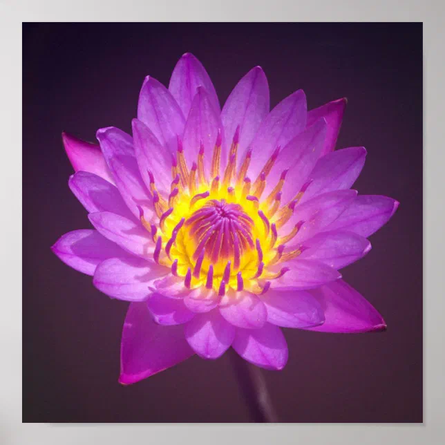 Purple Lotus Flower Poster | Zazzle