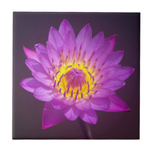 Purple Lotus Flower Tile