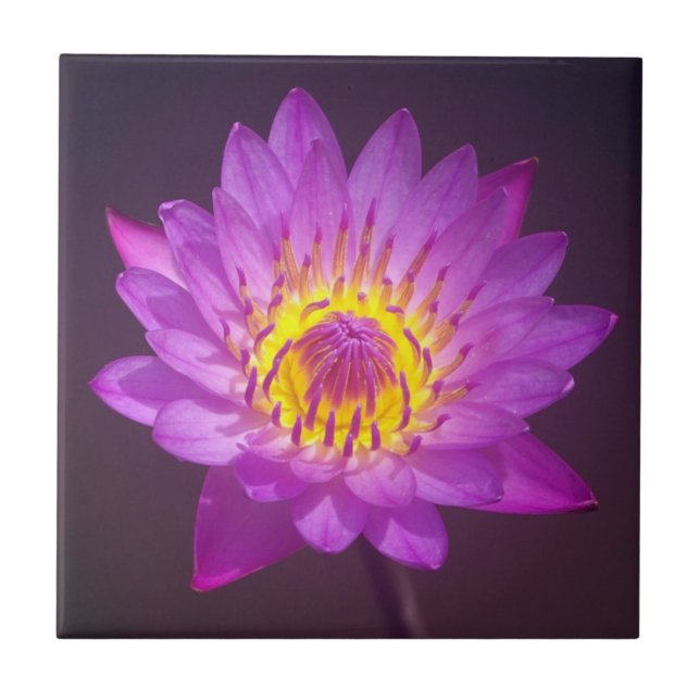 Purple Lotus Flower Tile (Front)