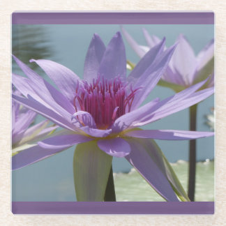 Purple Lotus Flowers Close Up Glass Coaster