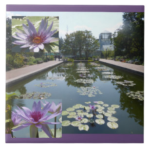 Purple Lotus Flowers in Pond Ceramic Tile