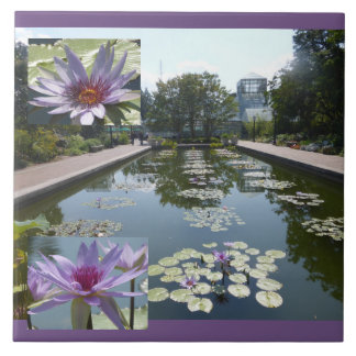 Purple Lotus Flowers in Pond Ceramic Tile